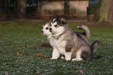 ALASKAN MALAMUTE 636